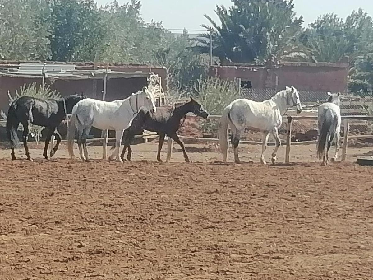 Dar Alfourssane Ferme D'Hote Варзазат Екстериор снимка
