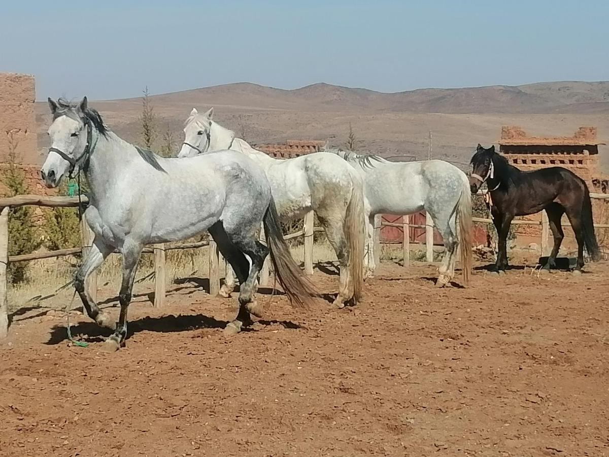 Dar Alfourssane Ferme D'Hote Варзазат Екстериор снимка