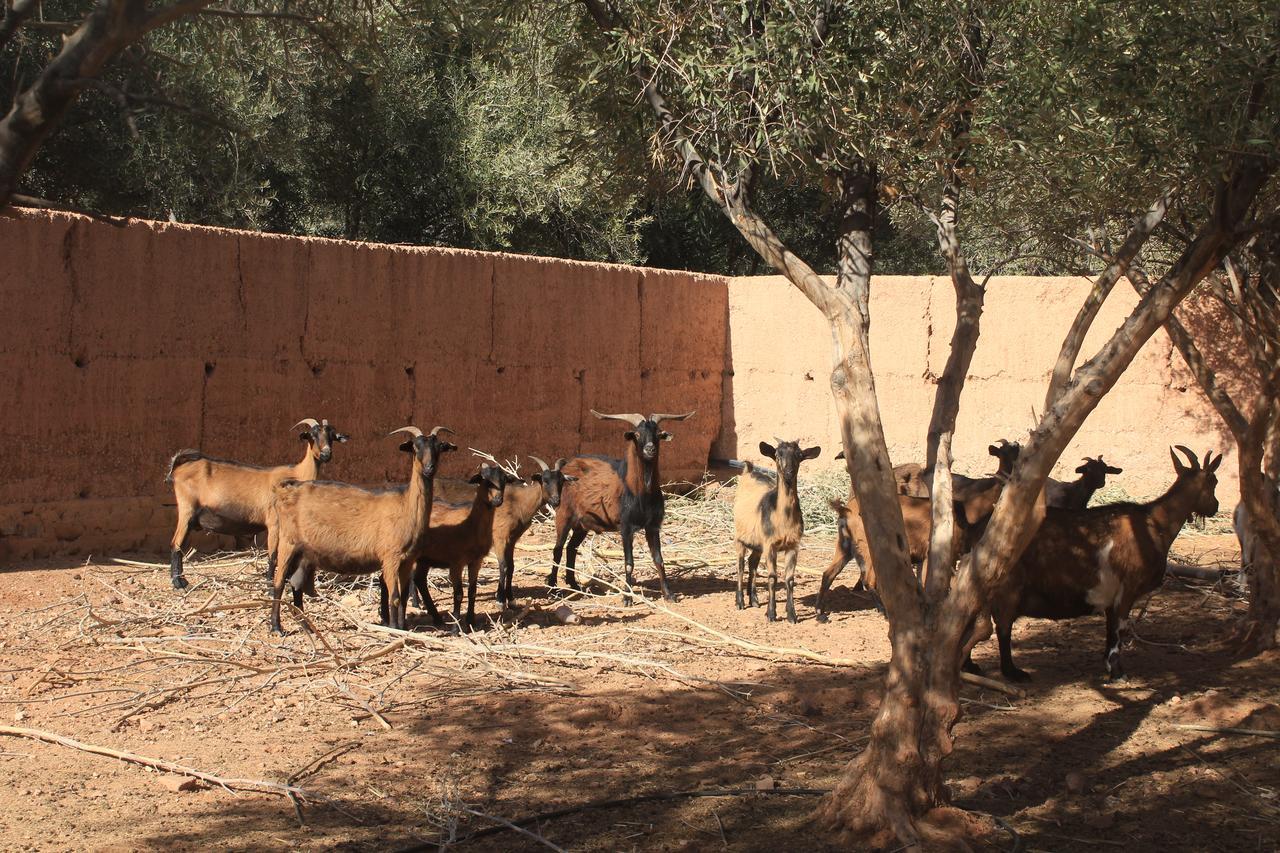 Dar Alfourssane Ferme D'Hote Варзазат Екстериор снимка