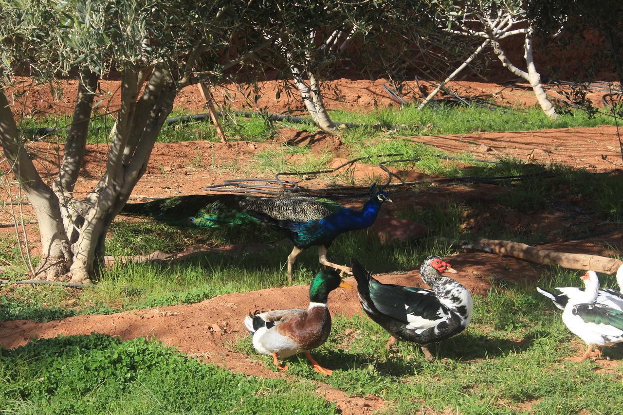 Dar Alfourssane Ferme D'Hote Варзазат Екстериор снимка